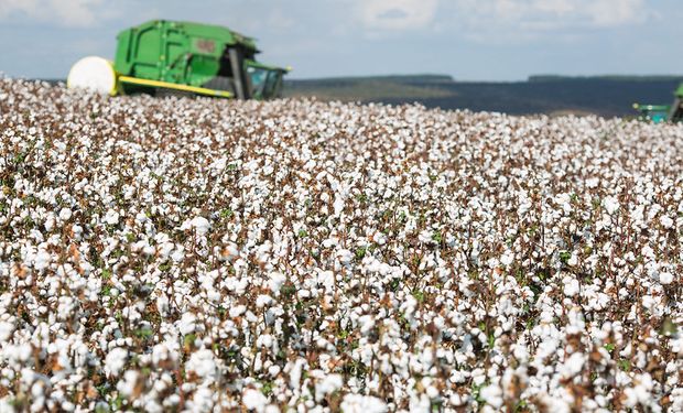 Incremento na produção é impulsionado pelo aumento de 11% na área semeada. (Foto - Wenderson Araujo/CNA)