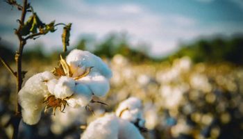 Produção de algodão do Brasil é projetada em 3,36 milhões de tons em 2023/24