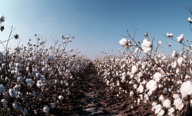 Mapa publica novo Zoneamento Agrícola de Risco Climático para algodão