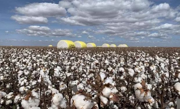 Agro Amazônia põe mais fibra para entrar no mercado de sementes de algodão