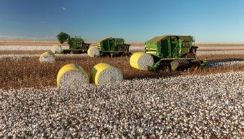 Participação do Brasil nos embarques globais de algodão é o maior da história