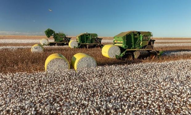 Participação do Brasil nos embarques globais de algodão é o maior da história