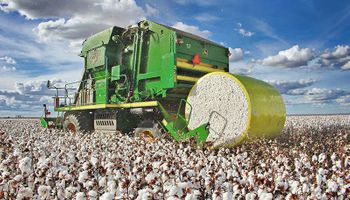 Algodão em queda: preços recuam no Brasil e no exterior