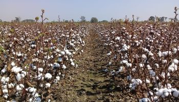 Algodón sustentable: mientras crece la siembra, más productores buscan registrar el "historial" de sus campos