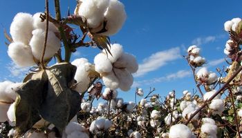 Aprueban un nuevo evento biotecnológico en algodón
