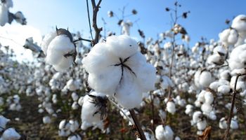Se autorizó nuevo evento biotecnológico de algodón  para brindar mayor protección