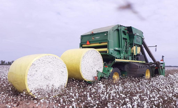 Algodón: qué empresa agropecuaria logró certificar los primeros campos de la región