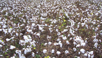 Algodón: desarrollan variedades que permiten ahorrar un 30 % en herbicidas