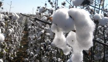 Un 92% del algodón en Chaco está infectado