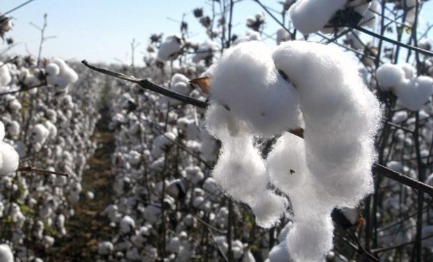 Chaco es la principal provincia productora de algodón de las casi 600.000 hectáreas que se cultivaron en la anterior campaña algodonera con 321.000 hectáreas sembradas.