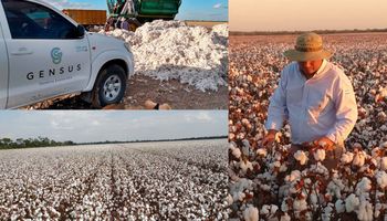 ¿El nuevo "oro blanco" del agro argentino? El cultivo que promete sumar más de US$ 700 millones a las exportaciones argentinas