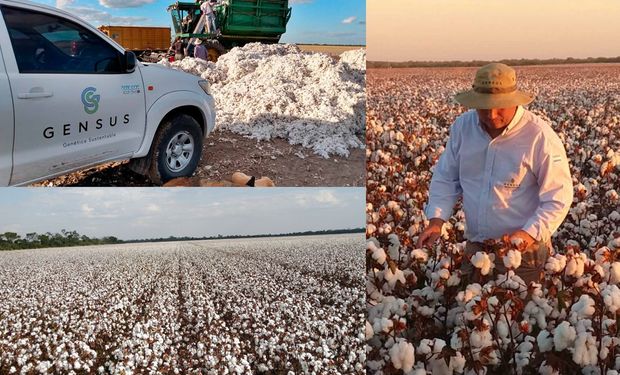 ¿El nuevo "oro blanco" del agro argentino? El cultivo que promete sumar más de US$ 700 millones a las exportaciones argentinas