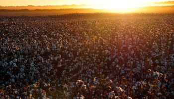 Semilleros destacan la decisión de Milei de actualizar la norma de semillas de 1978: "Sostener el esquema actual implica mantener un modelo que ya mostró sus limitaciones"