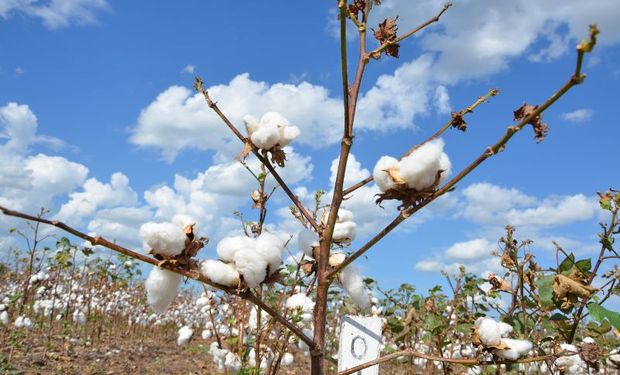Santa Fe, Chaco y Santiago del Estero reclamaron la continuidad del fondo algodonero