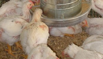 Alimentación: pautas para evitar pérdidas en las aves
