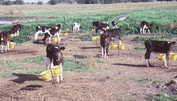 Un aspecto clave para obtener más leche