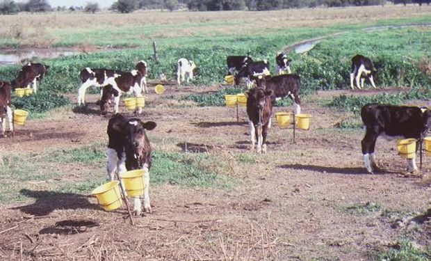 El desarrollo del rumen es la clave para obtener más leche.