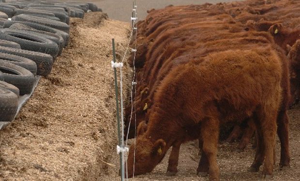 El suministro de alimento en comederos tradicionales permite reducir los riesgos de acidosis.