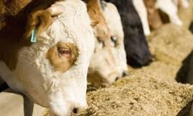 Crean alimento animal con restos agrícolas