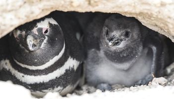 Punta Tombo: allanan el campo donde se produjo la matanza de pingüinos