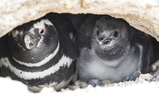 Punta Tombo: allanan el campo donde se produjo la matanza de pingüinos