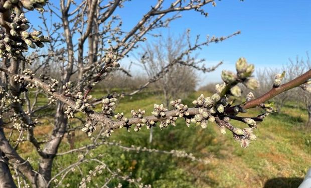 Familia pionera: del trigo se pasaron a la almendra y ya cosechan hasta 1000 kg de frutos por hectárea