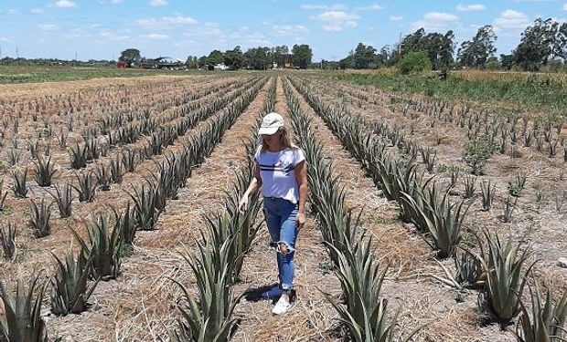 La reina del aloe vera: trajo una variedad de Europa por US$ 1 y ya produce 40.000 plantines con 12 productores