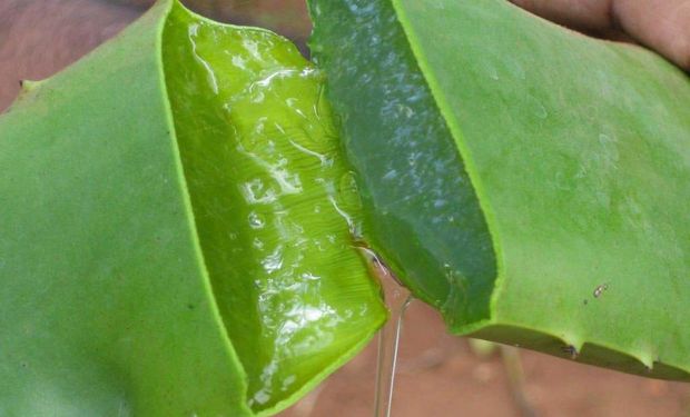 La cooperativa CoorPAVAL fue creada hace una década en el monte chaqueño y posee entre 3,5 y 4 hectáreas de aloe vera.