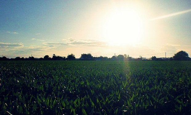 Altas temperaturas podrían afectar los rendimientos potenciales.