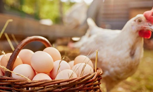 Gripe aviária "obriga" americanos a criar galinhas em casa para ter ovos