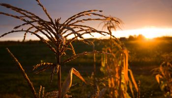 Granos: después de la tormenta, siempre sale el sol