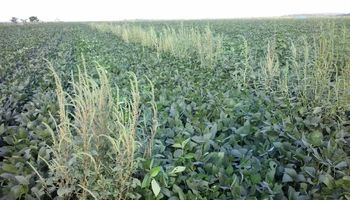 Planta invasora de difícil controle é detectada em SP e acende alerta no Paraná