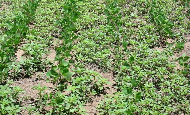 Grave problema: soja y Amaranthus creciendo de forma pareja