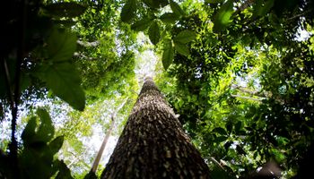 Governo estuda ampliar faixa de fronteira da Amazônia Legal