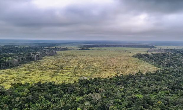 Perda de vegetação foi de 116 quilômetros quadrados (km²), 80% a menos do que a área calculada em 2022