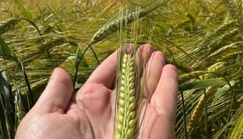 Ambev aposta em genética e lança cevada mais produtiva e resistente