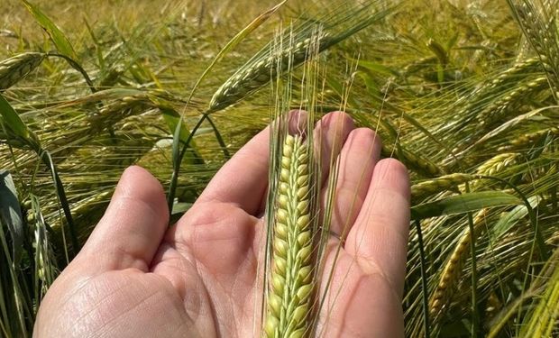 Ambev aposta em genética e lança cevada mais produtiva e resistente