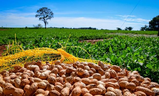 Diversificação de culturas ganha espaço no MS com bons resultados