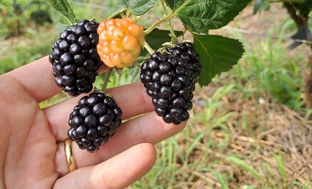 Área plantada também cresceu e ocupava, no último levantamento, 96 hectares, 28% superior aos 75 hectares de uma década atrás. (Foto: Alessandra Detoni/IDR-Paraná)