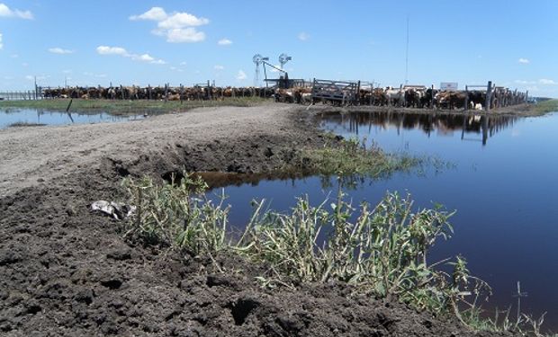 INTA Reconquista –Santa Fe– brindó pautas para el manejo del rodeo.