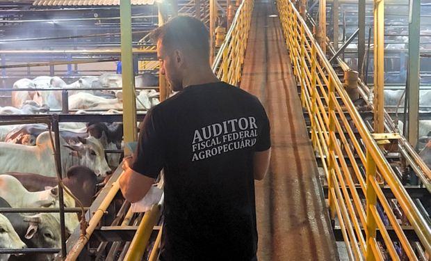 Mais de 300 auditores agropecuários entregam cargos ao Mapa, diz Anffa