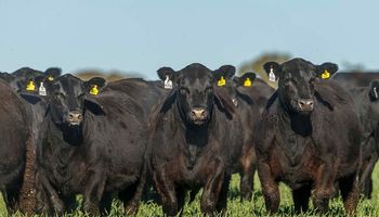 Argentina ayudará a España a mejorar la raza bovina Angus