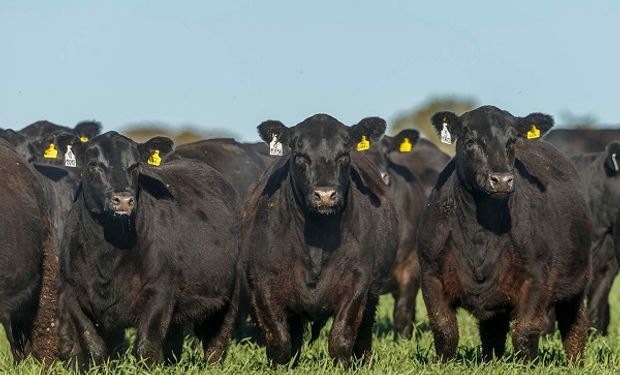 Argentina ayudará a España a mejorar la raza bovina Angus