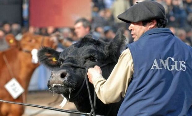 Más de 850 animales y 120 cabañas de Angus se disputarán el premio al Gran Campeón del Centenario