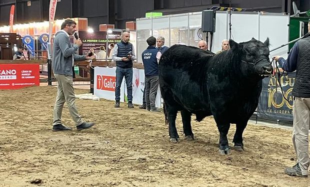 Angus: qué mirar en un toro para estimar su fertilidad