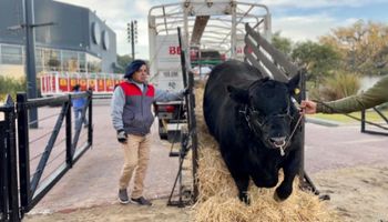 Salvador: el toro Angus de 1050 kilos que marcó el ingreso de animales a Palermo