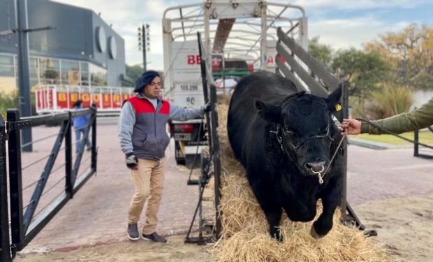Salvador: el toro Angus de 1050 kilos que marcó el ingreso de animales a Palermo