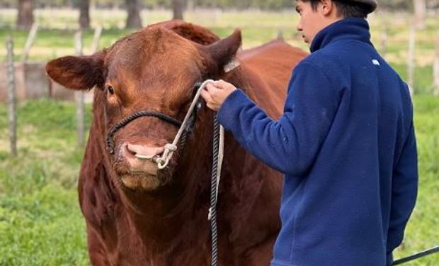 La Pastoriza: los secretos de selección de la cabaña Angus que tiene uno de los mejores toros de la Argentina