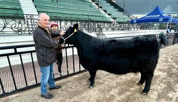 América, la vaca preñada que marcó el ingreso de  animales en la Expo Angus de La Rural