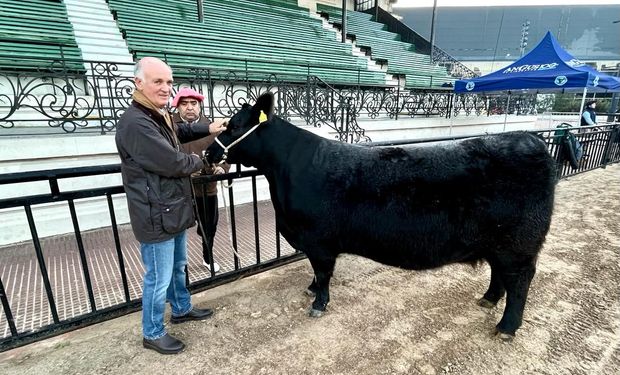 América, la vaca preñada que marcó el ingreso de  animales en la Expo Angus de La Rural